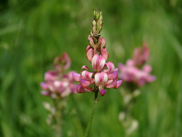sainfoin / Onobrychis viciifolia: _Onobrychis viciifolia_ produces racemes of pink flowers.