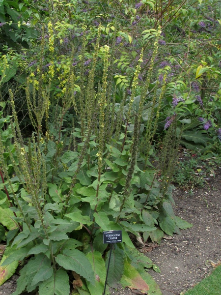 nettle-leaved mullein / Verbascum chaixii: _Verbascum chaixii_ has narrow, seemingly unbranched inflorescences.