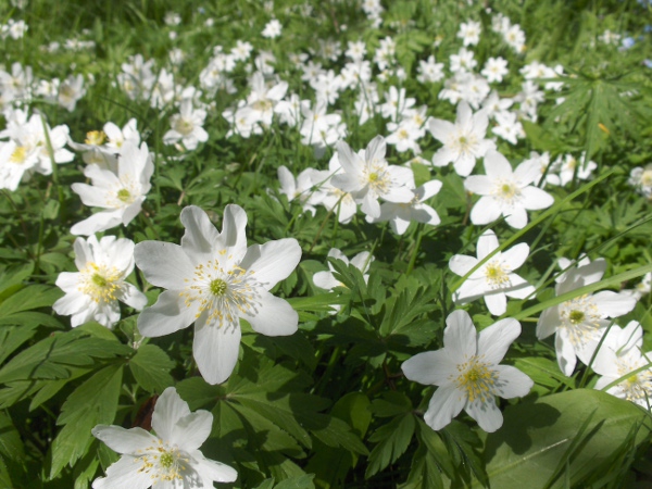wood anemone / Anemone nemorosa: _Anemone nemorosa_ grows in woodland across the British Isles, except for Orkney, Shetland and the Western Isles.