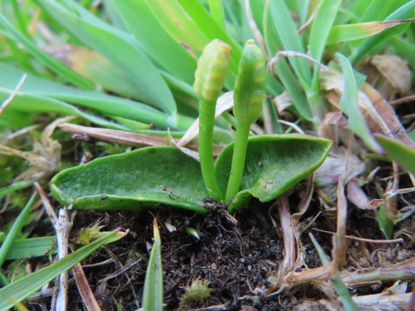 small adder’s-tongue / Ophioglossum azoricum: _Ophioglossum azoricum_ is smaller than _Ophioglossum vulgatum_, and usually produces paired stems from each rootstock.
