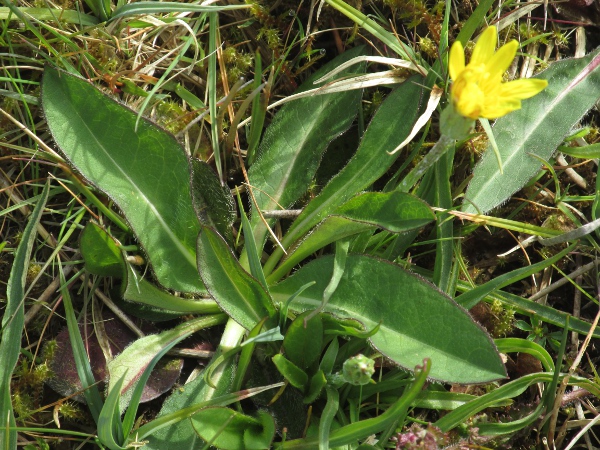 viper’s grass / Scorzonera humilis: The leaves of _Scorzonera humilis_ are untoothed.