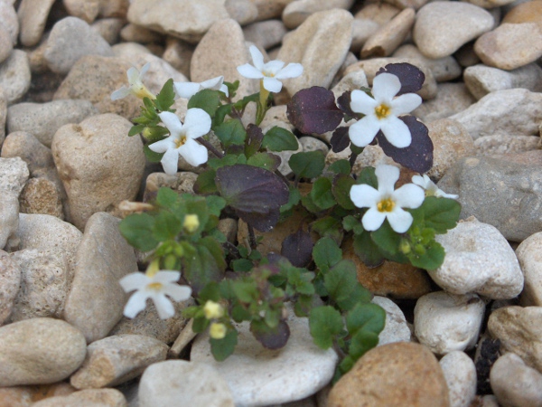 bacopa / Chaenostoma cordatum: _Chaenostoma cordatum_ is a garden plant that occasionally escapes into the wild.