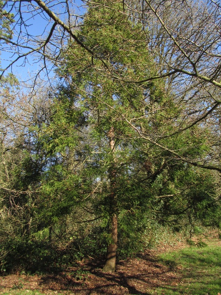 Japanese red cedar / Cryptomeria japonica: _Cryptomeria japonica_ is an ornamental tree native to China and Japan.