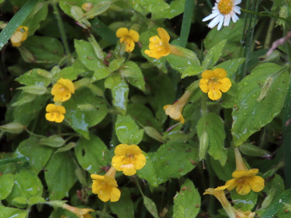 musk / Erythranthe moschata