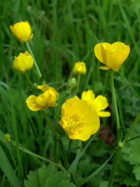 creeping buttercup / Ranunculus repens: The pedicels of _Ranunculus repens_ are furrowed.