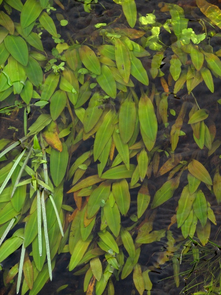red pondweed / Potamogeton alpinus