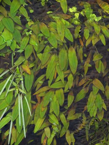 red pondweed / Potamogeton alpinus: _Potamogeton alpinus_ grows chiefly in water-bodies surrounded by peat; its submerged leaves are reasonably broad, not linear as in some other species.