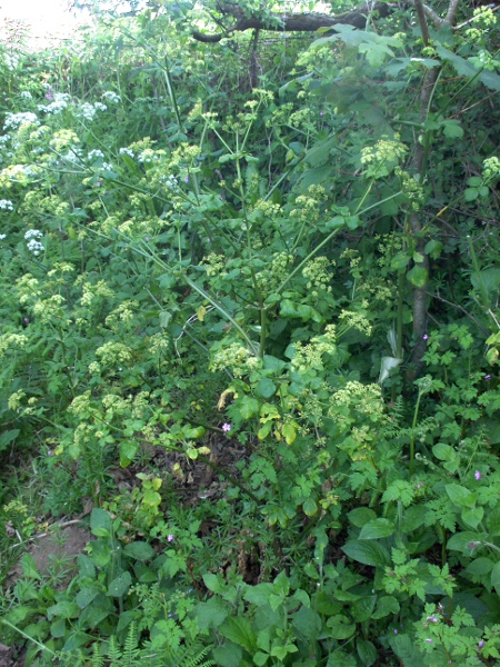 alexanders / Smyrnium olusatrum: _Smyrnium olusatrum_ is a Roman-era introduction that grows in waysides and hedgerows, mostly in maritime areas.