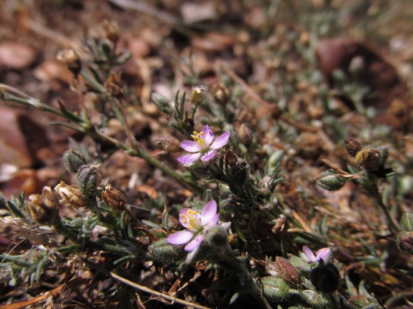 sand spurrey / Spergularia rubra: _Spergularia rubra_ is found at sandy sites both along the coast and inland.