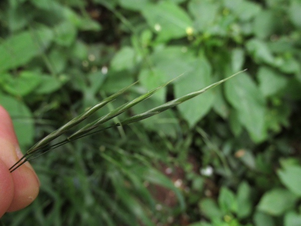 barren brome / Anisantha sterilis: Spikelets