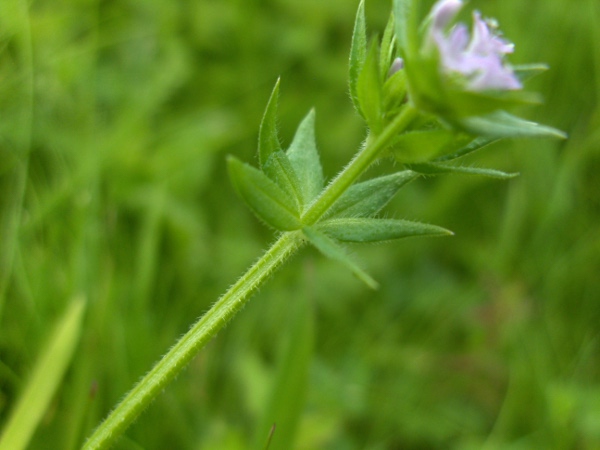 field madder / Sherardia arvensis: The stem of _Sherardia arvensis_ is covered in slightly backward-pointing hairs.