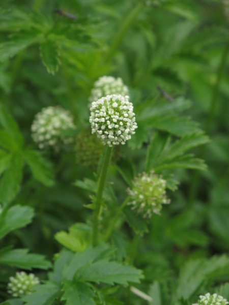 pirri-pirri bur / Acaena novae-zelandiae: Flowers