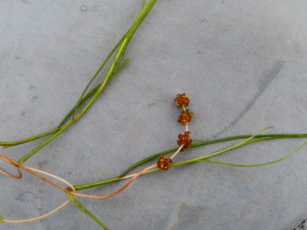fennel pondweed / Stuckenia pectinata