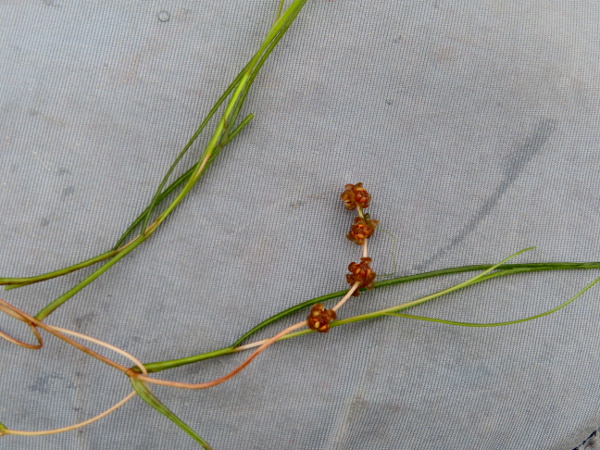 fennel pondweed / Stuckenia pectinata: The inflorescence of _Stuckenia pectinata_ is a short spike of flowers with 4 dull tepals surrounding 4 stamens and 4 carpels; the leaves are acute at the tip and fused into a sheath around the stem at the base.