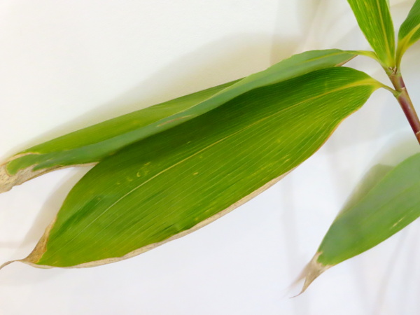 broad-leaved bamboo / Sasa palmata: _Sasa palmata_ has broad leaves with up to 14 veins either side of the midrib.