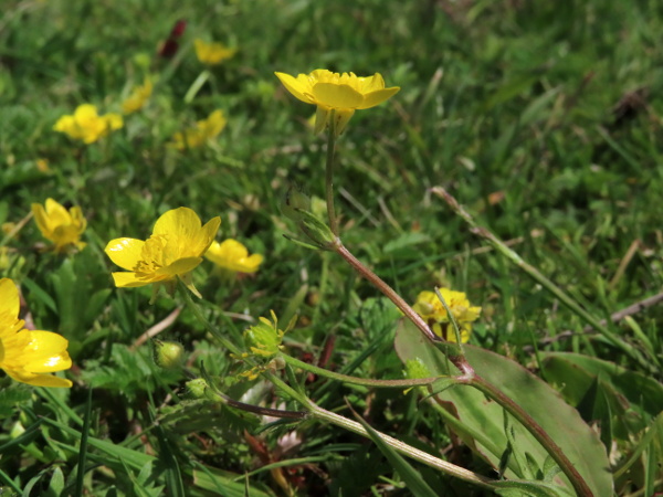 hairy buttercup / Ranunculus sardous: _Ranunculus sardous_ grows in damp areas of short grassland, mostly near the coast.