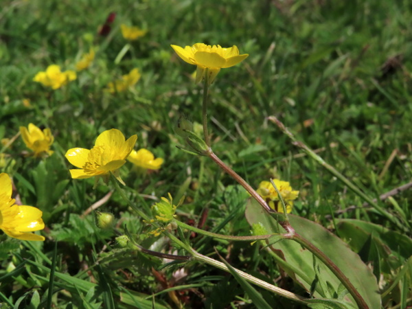 hairy buttercup / Ranunculus sardous