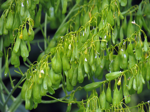 woad / Isatis tinctoria: The fruit of _Isatis tinctoria_ is an instantly recognisable pendent, 1-seeded pod.