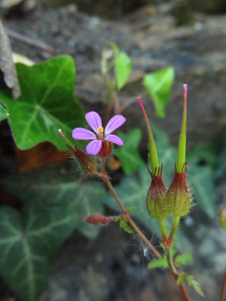 little robin / Geranium purpureum