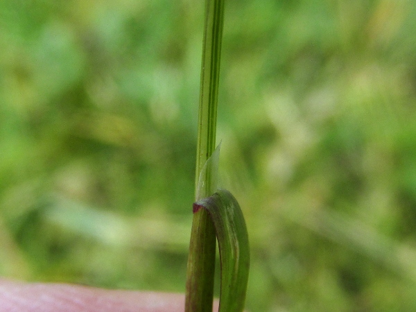 narrow-leaved meadow-grass / Poa angustifolia: _Poa angustifolia_ has narrower leaves than its close relative _Poa pratensis_, and its culms appear in denser clusters.