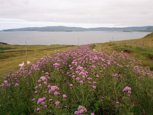 creeping thistle / Cirsium arvense: _Cirsium arvense_ is a very common thistle, and is one of 5 ‘noxious weeds’ targetted by the 1959 Weeds Act in the U.K. (alongside _Rumex obtusifolius_, _Rumex crispus_, _Jacobaea vulgaris_ and _Cirsium vulgare_).