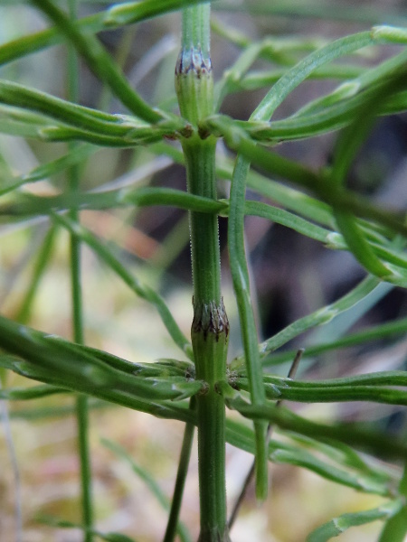 shady horsetail / Equisetum pratense: The rough stems of _Equisetum pratense_ typically have 4–9 ridges; the branches are 3-ridged.