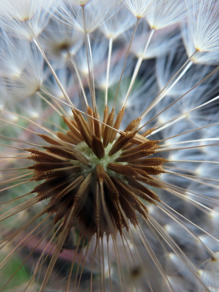 dandelions / Taraxacum sect. Hamata: The achenes in _Taraxacum_ sect. _Hamata_ are mostly pale-coloured and of medium size.