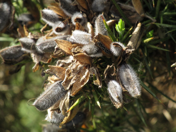 gorse / Ulex europaeus: The fruit of _Ulex europaeus_ is a hairy black pod that opens with an audible crack on warm, sunny days.