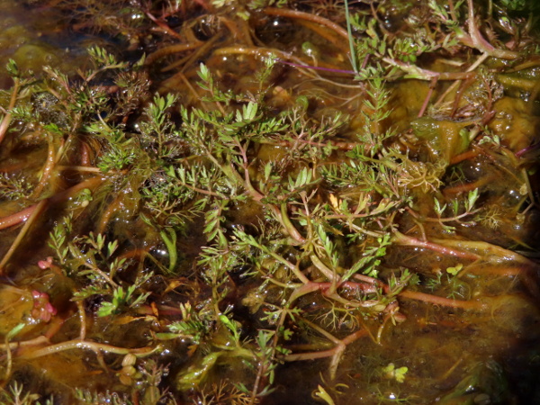 lesser marshwort / Helosciadium inundatum: _Helosciadium inundatum_ is a locally frequent plant that spreads over mud which is either constantly or repeatedly under shallow water.