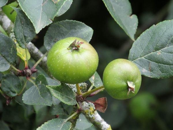 crab apple / Malus sylvestris: The fruits of _Malus sylvestris_, crab apples, are smaller than cultivated apples (_Malus domestica_), and are borne on hairless stalks.