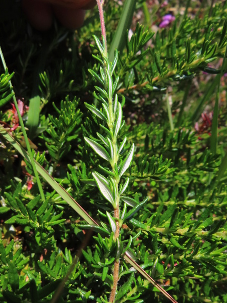 St. Dabeoc’s heath / Daboecia cantabrica: The leaves of _Daboecia cantabrica_ are spirally arranged and only recurved at the edges, with a visible white-hairy lower surface.