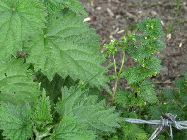small nettle / Urtica urens: _Urtica urens_ (right) is a much smaller plant than _Urtica dioica_ (left); its stems have several grooves, unlike the 4-angled stems of _U. dioica_.