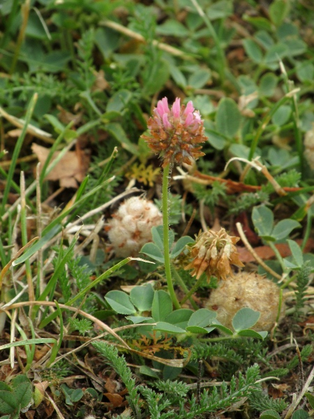 strawberry clover / Trifolium fragiferum: From its leaves and flowers, _Trifolium fragiferum_ seems like an unremarkable clover.