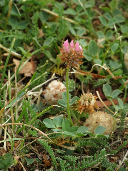 strawberry clover / Trifolium fragiferum