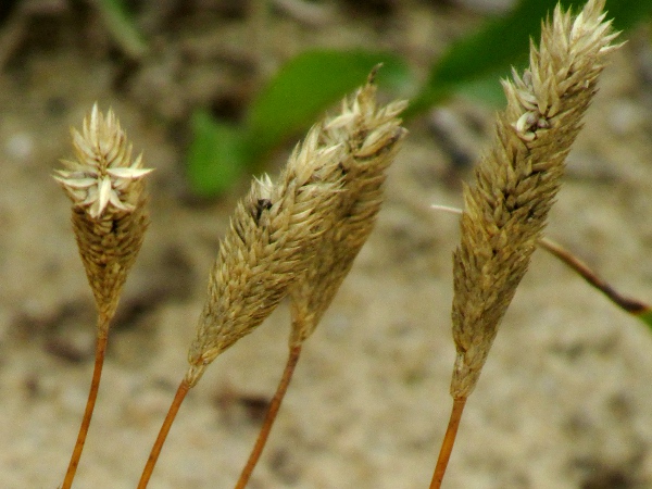 sand cat’s-tail / Phleum arenarium: Detail of inflorescences