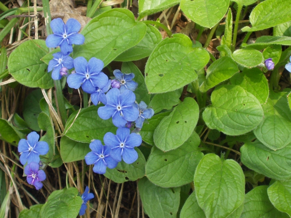 blue-eyed Mary / Omphalodes verna