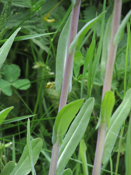 woad / Isatis tinctoria: The leaves of _Isatis tinctoria_ were processed to produce the blue dye woad.