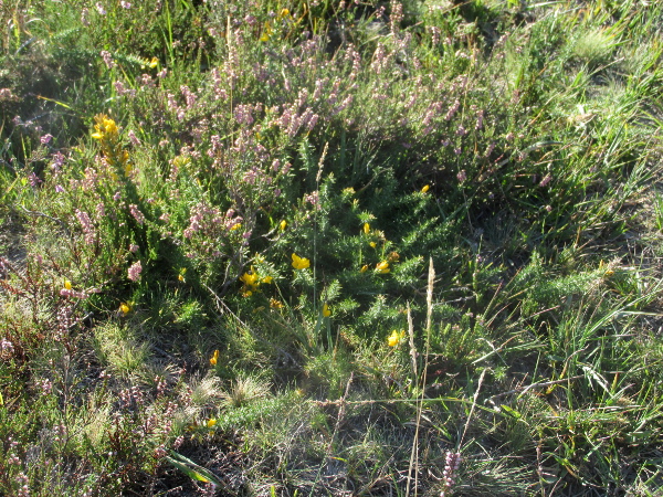 dwarf gorse / Ulex minor: _Ulex minor_ is a spiny shrub, much shorter than the common gorse, _Ulex europaeus_, mostly found from Dorset to Kent.