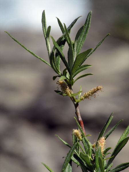 olive willow / Salix elaeagnos: First-year twigs of _Salix elaeagnos_ are hairy, and the leaves have matted hairs underneath, in contrast to the appressed hairs of _Salix viminalis_.