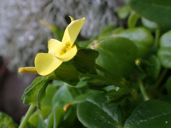 fleshy yellow sorrel / Oxalis mirbelii: _Oxalis mirbelii_ has a thick, woody rootstock, thick, fleshy leaves and broad-based sepals to its bright yellow flowers.