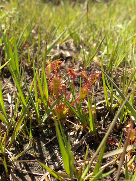 oblong-leaved sundew / Drosera intermedia: _Drosera intermedia_ has longer leaves than _Drosera rotundifolia_ but shorter than _Drosera anglica_.