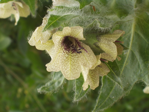 henbane / Hyoscyamus niger: _Hyoscyamus niger_ is a non-native plant of base-rich downland and coastal sands.