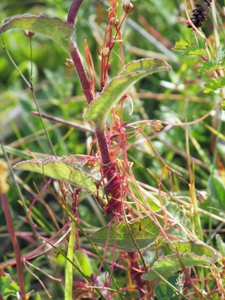 dodder / Cuscuta epithymum: _Cuscuta epithymum_ is a <a href="parasite.html">holoparasitic plant</a> with no leaves of its own.