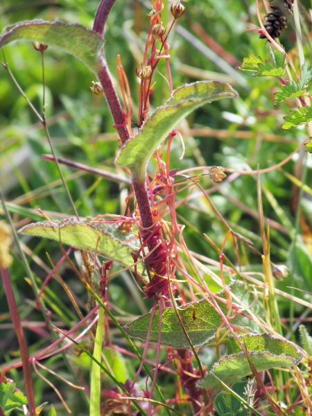 dodder / Cuscuta epithymum