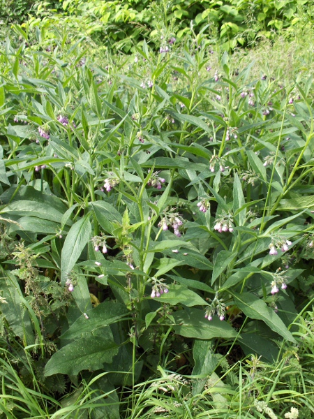 common comfrey / Symphytum officinale: _Symphytum officinale_ grows in wet grasslands across the British Isles, partly as a native and partly as a garden escape.