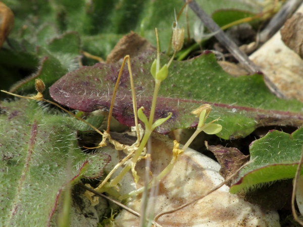lesser chickweed / Stellaria pallida