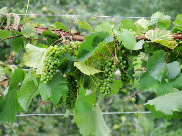 grape vine / Vitis vinifera: Grapes grow in bunches on the vine, and are used for eating and for winemaking.