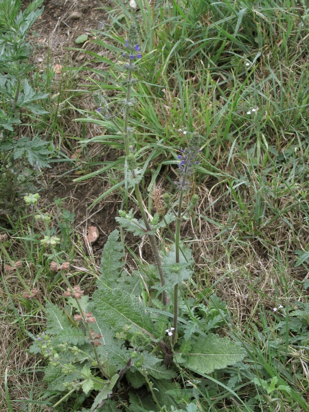 wild clary / Salvia verbenaca: _Salvia verbenaca_ grows in open, well-drained locations, chiefly in southern and eastern England.