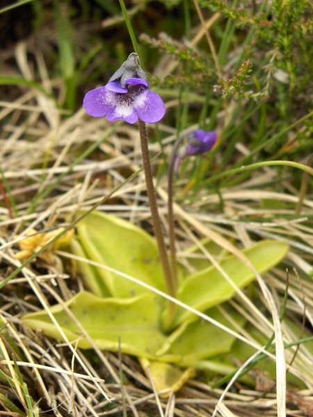 common butterwort / Pinguicula vulgaris: The flowers of _Pinguicula vulgaris_ are purple apart from a white patch in the throat, with straight-sided and non-overlapping corolla lobes.