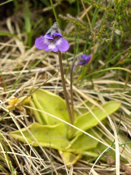 common butterwort / Pinguicula vulgaris